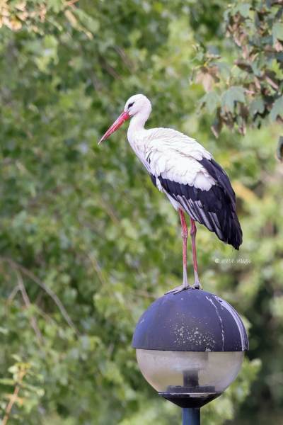 BR8A3683-Ooievaar-White-Stork-White-Stork-Weissstorch-Cicogne-blanche-Ciguena-comun_1