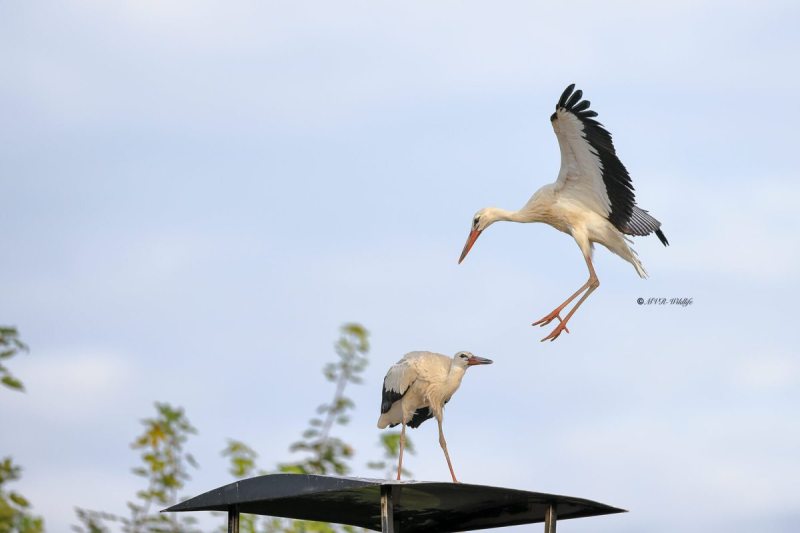 BR8A3750-Ooievaar-White-Stork-White-Stork-Weissstorch-Cicogne-blanche-Ciguena-comun_1