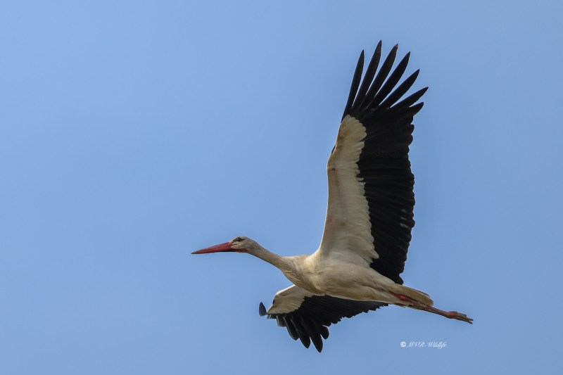 BR8A4200-Ooievaar-White-Stork-White-Stork-Weissstorch-Cicogne-blanche-Ciguena-comun_1