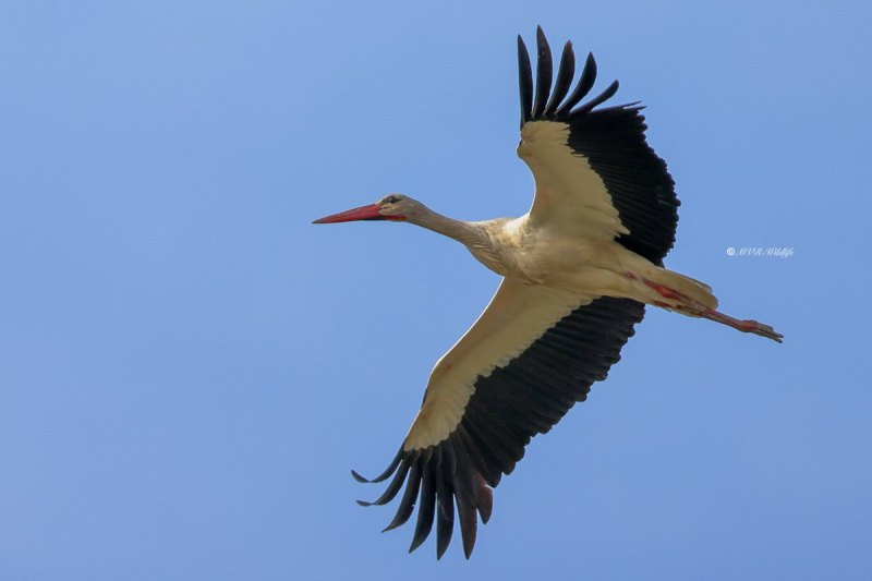 BR8A4201-Ooievaar-White-Stork-White-Stork-Weissstorch-Cicogne-blanche-Ciguena-comun_1