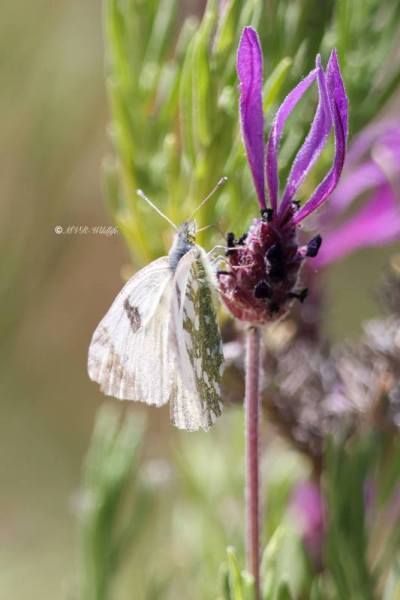 BR8A3420-Oostelijk-Marmerwitje-Euchloe-ausonia-Eastern-Dappled-White_1