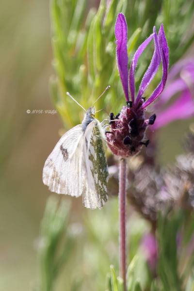 BR8A3420-Oostelijk-Marmerwitje-Euchloe-ausonia-Eastern-Dappled-White_1