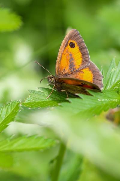 B65A0547-Oranje-Zandoogje-Pyronia-Tithonus-Hedge-Brown-Gatekeeper-Rostbraunes-Ochsenauge-lAmaryllis_1