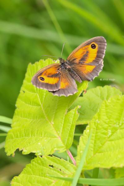 B65A0557-Oranje-Zandoogje-Pyronia-Tithonus-Hedge-Brown-Gatekeeper-Rostbraunes-Ochsenauge-lAmaryllis_1