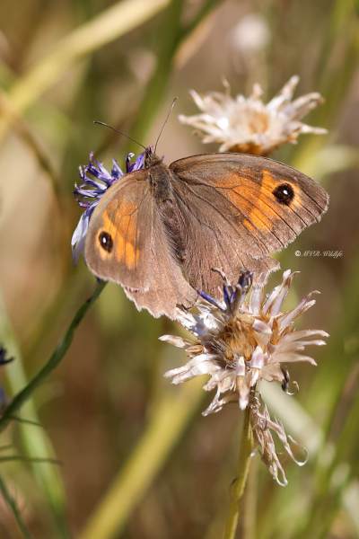 B65A0817-Oranje-Zandoogje-Pyronia-Tithonus-Hedge-Brown-Gatekeeper-Rostbraunes-Ochsenauge-lAmaryllis_1