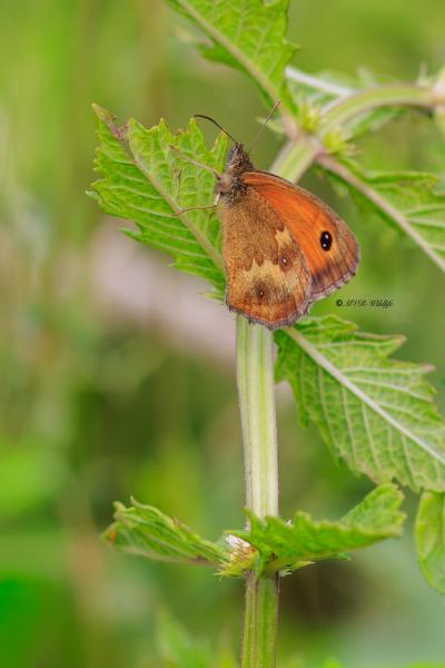 BR8A3235-Oranje-Zandoogje-Pyronia-Tithonus-Hedge-Brown-Gatekeeper-Rostbraunes-Ochsenauge-lAmaryllis_1