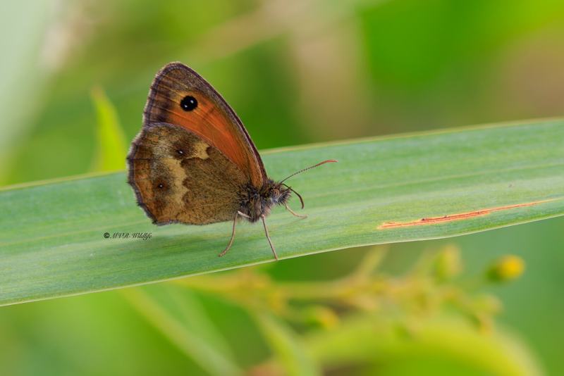 BR8A3238-Oranje-Zandoogje-Pyronia-Tithonus-Hedge-Brown-Gatekeeper-Rostbraunes-Ochsenauge-lAmaryllis_1