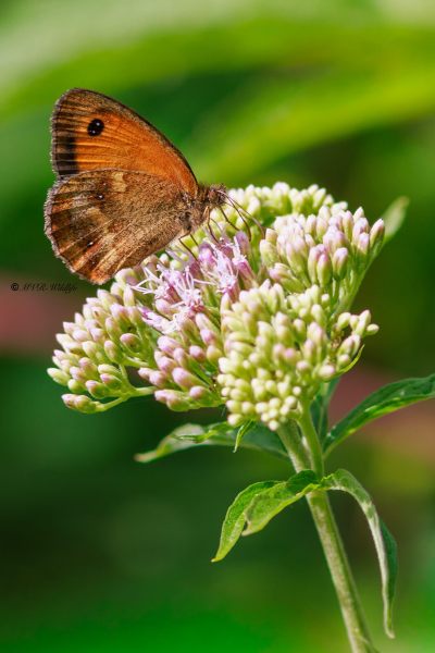 BR8A3260-Oranje-Zandoogje-Pyronia-Tithonus-Hedge-Brown-Gatekeeper-Rostbraunes-Ochsenauge-lAmaryllis_1