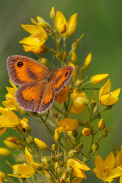BR8A3264-Oranje-Zandoogje-Pyronia-Tithonus-Hedge-Brown-Gatekeeper-Rostbraunes-Ochsenauge-lAmaryllis_1