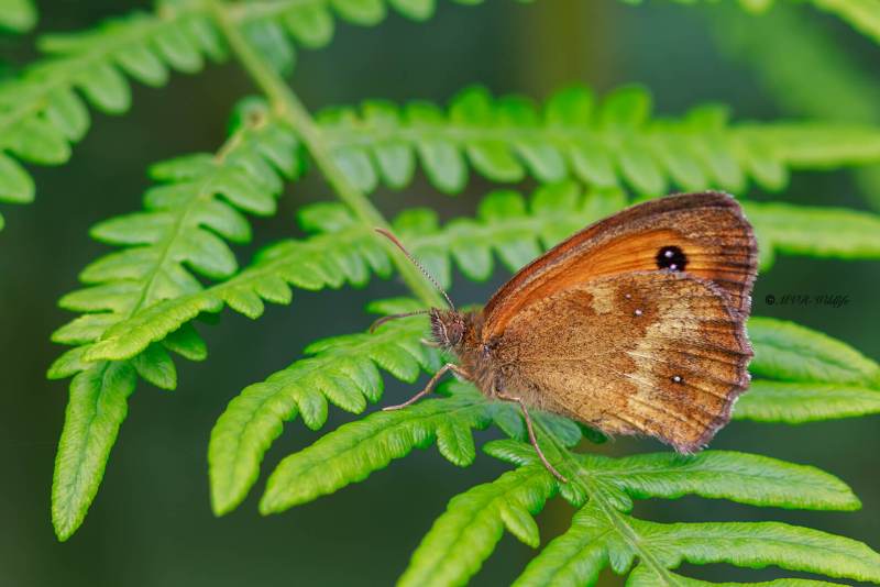BR8A3295-Oranje-Zandoogje-Pyronia-Tithonus-Hedge-Brown-Gatekeeper-Rostbraunes-Ochsenauge-lAmaryllis_1