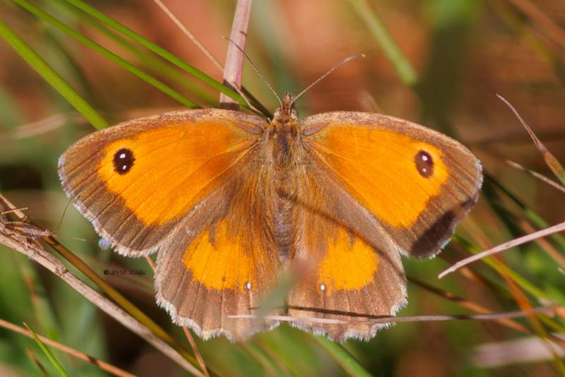 BR8A3981-Oranje-Zandoogje-Pyronia-Tithonus-Hedge-Brown-Gatekeeper-Rostbraunes-Ochsenauge-lAmaryllis_1