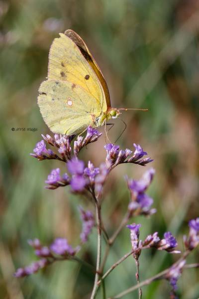 B65A6285-Oranje-luzernevlinder-Colias-croceus-Clouded-Yellow-Wander-Gelbling-Souci-La-mariposa-Colias-croceus_1