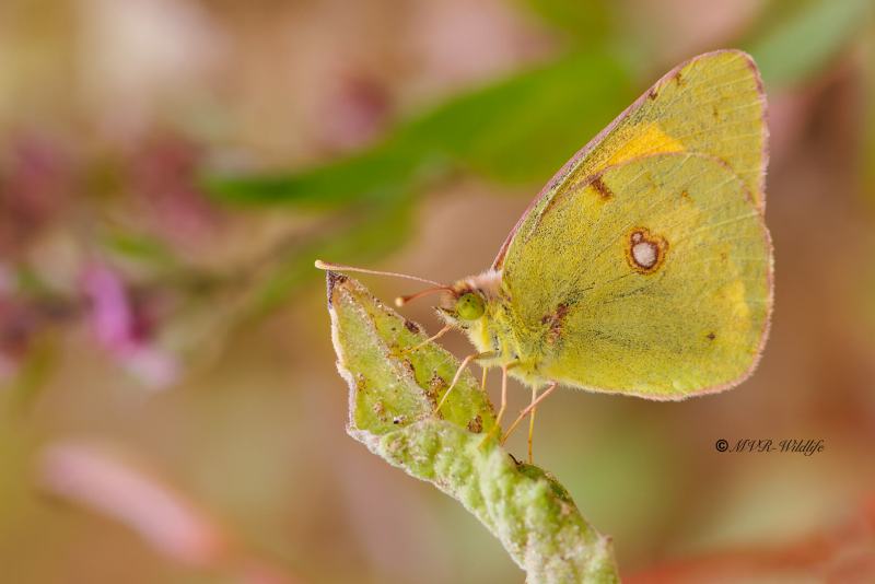 BR8A4657-Oranje-luzernevlinder-Colias-croceus-Clouded-Yellow-Wander-Gelbling-Souci-La-mariposa-Colias-croceus_1