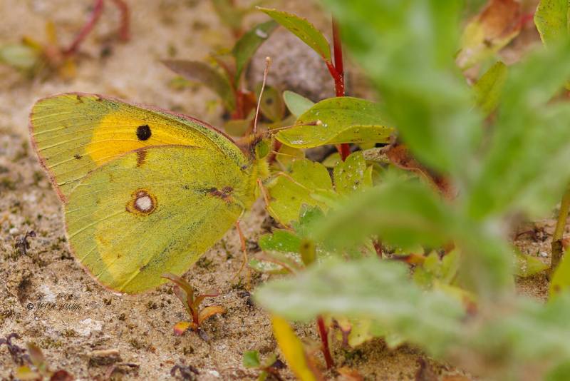 BR8A4685-Oranje-luzernevlinder-Colias-croceus-Clouded-Yellow-Wander-Gelbling-Souci-La-mariposa-Colias-croceus_1
