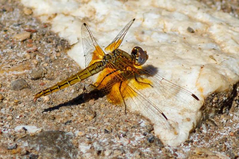 B65A6187-Oranje-Zonnewijzer-Trithemis-kirbyi-Orange-winged-Dropwing-Gefleckter-Sonnenzeiger-Trithemis-a-ailes-ambrees_1