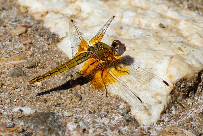 B65A6187-Oranje-Zonnewijzer-Trithemis-kirbyi-Orange-winged-Dropwing-Gefleckter-Sonnenzeiger-Trithemis-a-ailes-ambrees_1