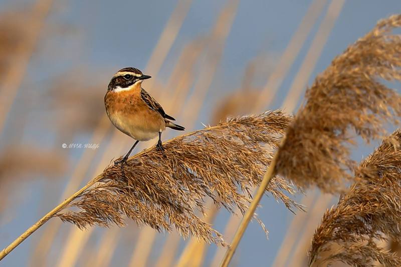 B65A0437-Paapje-Whinchat-Braunkehlchen-Traquet-Tarier-Tarabilla-Nortena_1