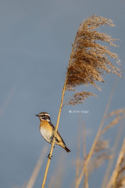 B65A0511-Paapje-Whinchat-Braunkehlchen-Traquet-Tarier-Tarabilla-Nortena_1