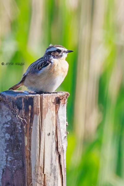 BR8A7263-Paapje-Whinchat-Braunkehlchen-Traquet-Tarier-Tarabilla-Nortena_1