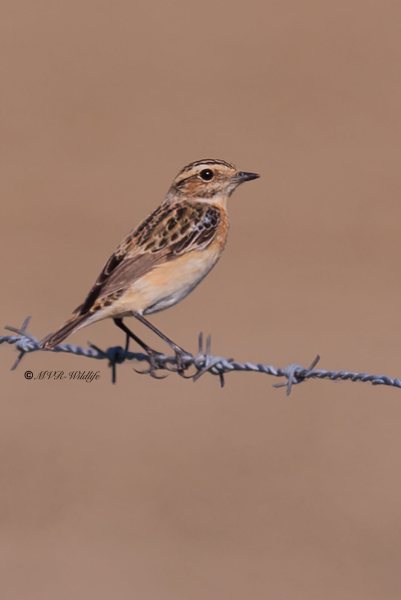 BR8A9776-Paapje-Whinchat-Braunkehlchen-Traquet-Tarier-Tarabilla-Nortena_1