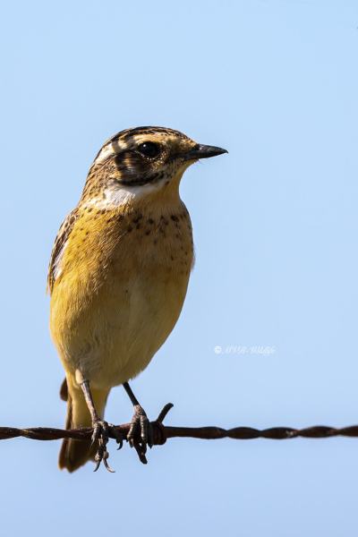 BR8A9969-Paapje-Whinchat-Braunkehlchen-Traquet-Tarier-Tarabilla-Nortena_1