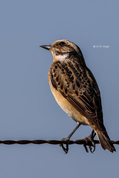 BR8A9973-Paapje-Whinchat-Braunkehlchen-Traquet-Tarier-Tarabilla-Nortena_1