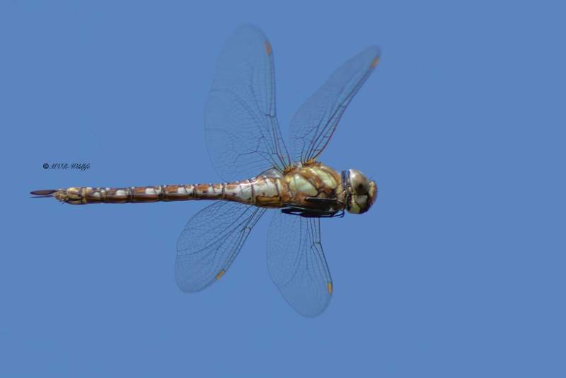 5X8A6626-Paardenbijter-Aeshna-Mixta-Migrant-Hawker-Herbst-Mosaikjungfer-Aeschne-mixte_1