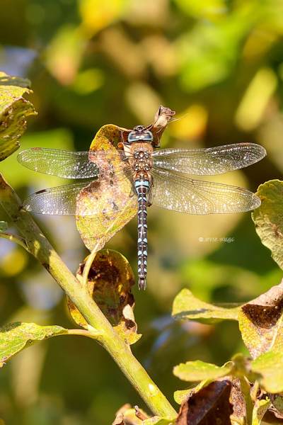 A34I2614-Paardenbijter-Aeshna-Mixta-Migrant-Hawker-Herbst-Mosaikjungfer-Aeschne-mixte_1