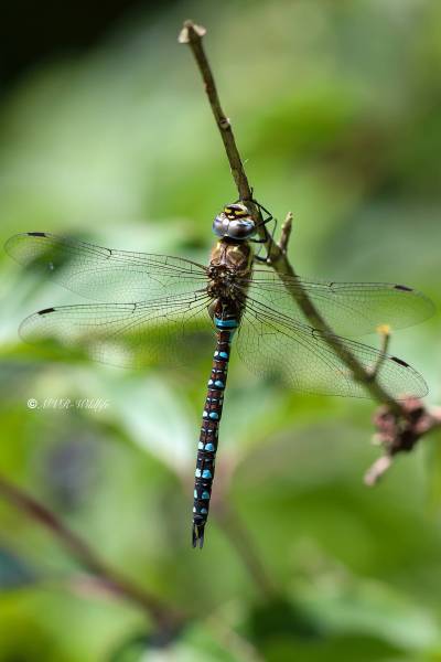 B65A3191-Paardenbijter-Aeshna-Mixta-Migrant-Hawker-Herbst-Mosaikjungfer-Aeschne-mixte_1