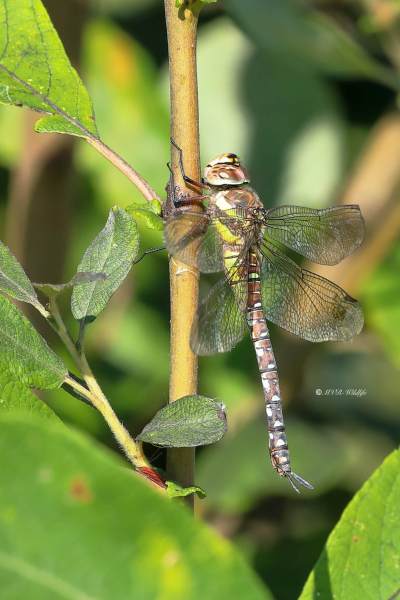 B65A7494-Paardenbijter-Aeshna-Mixta-Migrant-Hawker-Herbst-Mosaikjungfer-Aeschne-mixte_1