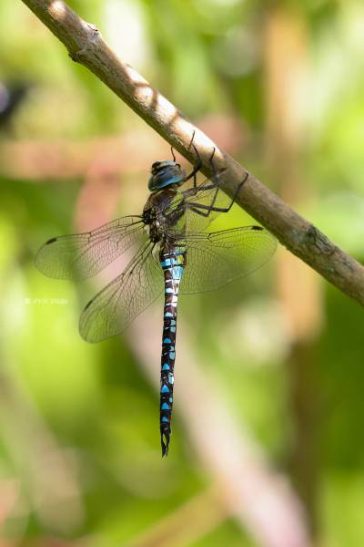 BR8A5771-Paardenbijter-Aeshna-Mixta-Migrant-Hawker-Herbst-Mosaikjungfer-Aeschne-mixte_1