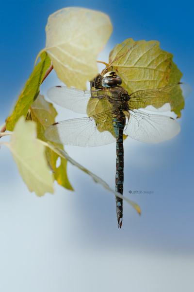BR8A8637-Paardenbijter-Aeshna-Mixta-Migrant-Hawker-Herbst-Mosaikjungfer-Aeschne-mixte_1