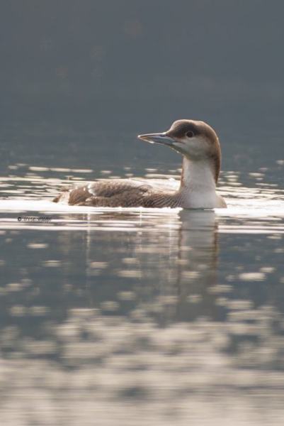 BR8A5583-Parelduiker-Gavia-arctica-Black-throated-Loon-Prachttaucher-Plongeon-arctique-Colimbo-artico_1