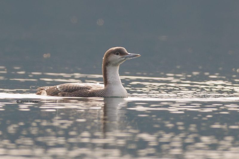 BR8A5594-Parelduiker-Gavia-arctica-Black-throated-Loon-Prachttaucher-Plongeon-arctique-Colimbo-artico_1