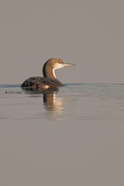 BR8A5929-Parelduiker-Gavia-arctica-Black-throated-Loon-Prachttaucher-Plongeon-arctique-Colimbo-artico_1