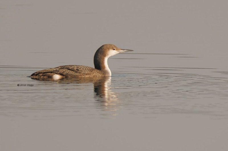 BR8A5967-Parelduiker-Gavia-arctica-Black-throated-Loon-Prachttaucher-Plongeon-arctique-Colimbo-artico_1
