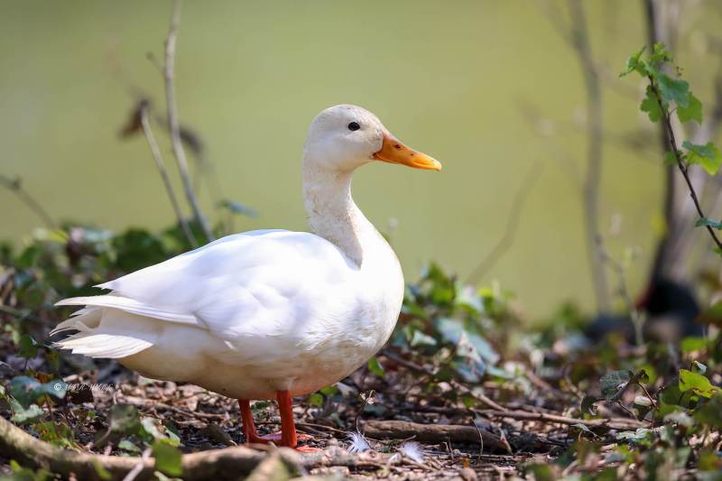 B65A9422-Parkeend-Domestic-Duck-Canard-semi-domestique-Anade-domestico_1