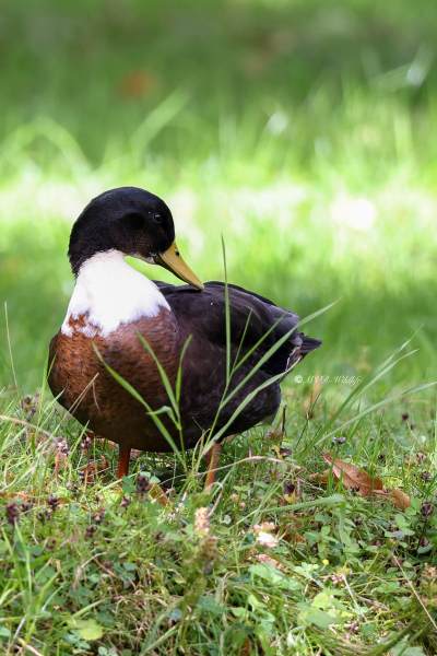 BR8A6226-Parkeend-Domestic-Duck-Canard-semi-domestique-Anade-domestico_1