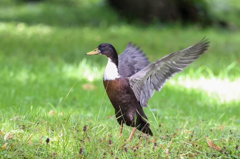 BR8A6233-Parkeend-Domestic-Duck-Canard-semi-domestique-Anade-domestico_1