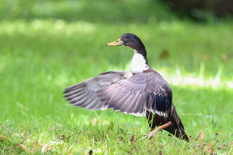 BR8A6237-Parkeend-Domestic-Duck-Canard-semi-domestique-Anade-domestico_1