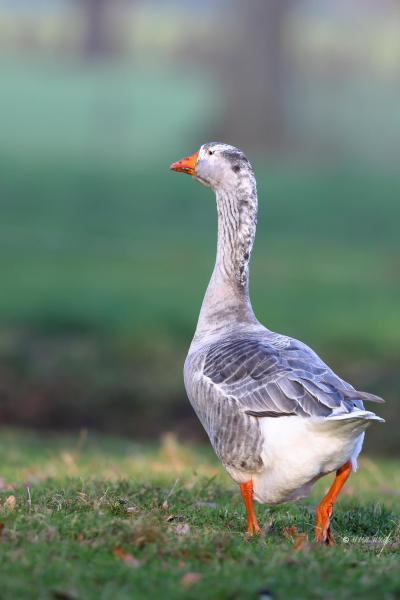 BR8A1784-Parkgans-Domestic-Goose-Oie-semi-domestique-Ansar-comun-domestico_1