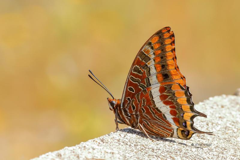 B65A3980-Pasja-Charaxes-jasius-Two-tailed-Pasha-Erdbeerbaumfalter-Charaxes-jasius-Cuatro-Colas-Baja_1