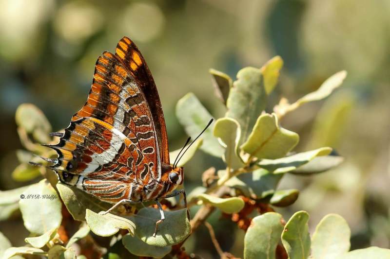 B65A3984-Pasja-Charaxes-jasius-Two-tailed-Pasha-Erdbeerbaumfalter-Charaxes-jasius-Cuatro-Colas-Baja_1