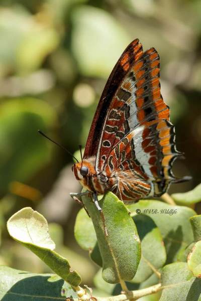 B65A3991-Pasja-Charaxes-jasius-Two-tailed-Pasha-Erdbeerbaumfalter-Charaxes-jasius-Cuatro-Colas-Baja_1
