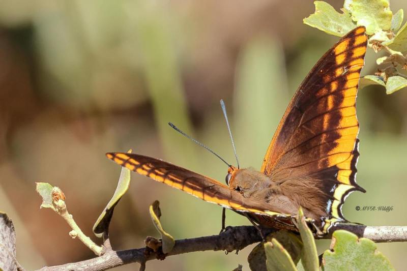 BR8A5613-Pasja-Charaxes-jasius-Two-tailed-Pasha-Erdbeerbaumfalter-Charaxes-jasius-Cuatro-Colas-Baja_1