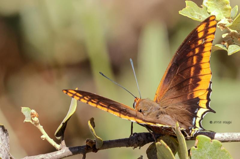 BR8A5613-Pasja-Charaxes-jasius-Two-tailed-Pasha-Erdbeerbaumfalter-Charaxes-jasius-Cuatro-Colas-Baja_1