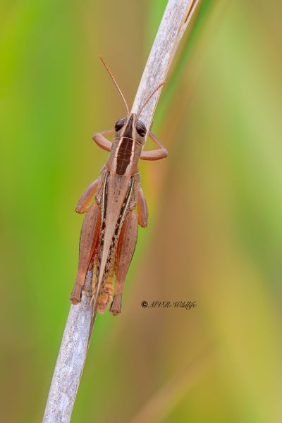B65A6047-Pasteltraansprinkhaan-Eyprepocnemis-plorans-Lamenting-grasshopper-Prachtige-Tranenschrecke-Criquet-nageur_1