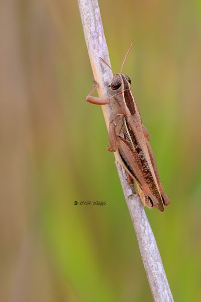 B65A6050-Pasteltraansprinkhaan-Eyprepocnemis-plorans-Lamenting-grasshopper-Prachtige-Tranenschrecke-Criquet-nageur_1