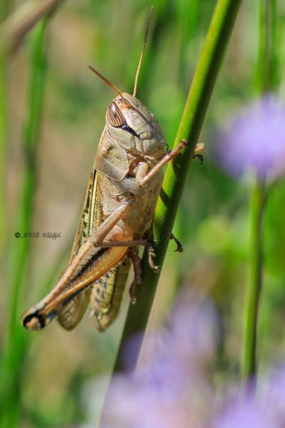 B65A6162-Pasteltraansprinkhaan-Eyprepocnemis-plorans-Lamenting-grasshopper-Prachtige-Tranenschrecke-Criquet-nageur_1