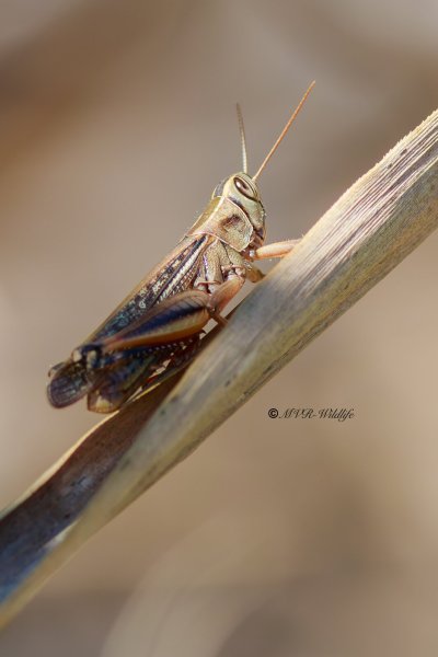 B65A6208-Pasteltraansprinkhaan-Eyprepocnemis-plorans-Lamenting-grasshopper-Prachtige-Tranenschrecke-Criquet-nageur_1